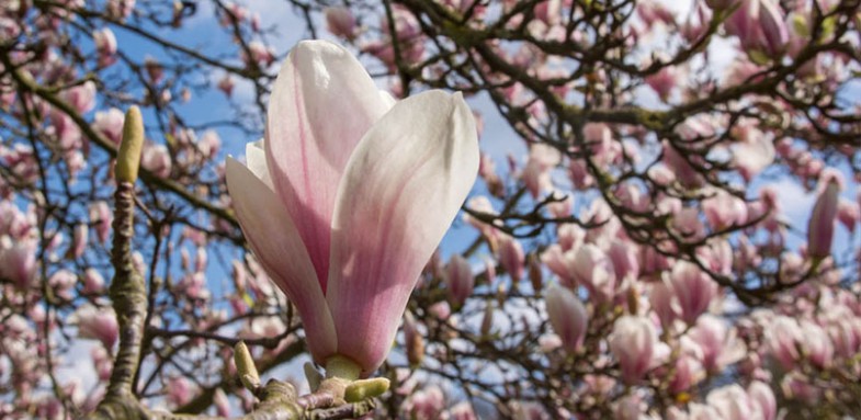 magnolie-in-potsdam